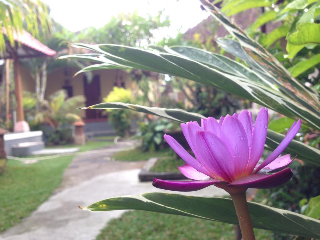 Dimuwa Ubud Стая снимка